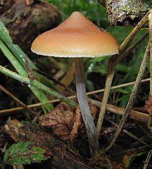Psilocybe azurescens 123020.jpg