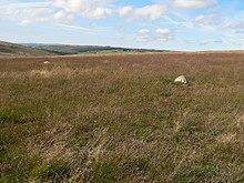 Stone Circle on Withypool Hill - geograph.org.uk - 53966.jpg