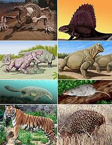 Synapsid diversity 2.jpg