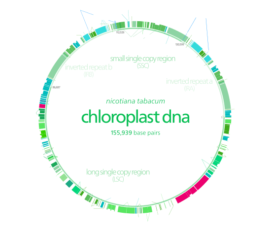 Chloroplast DNA blank.svg