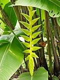 Heliconia xanthovillosa-IMG 0702.JPG