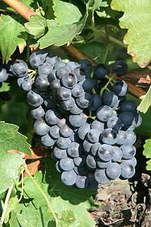 Blauer Portugieser Weinsberg 20080921.jpg
