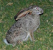 Lepus saxatilis, Grootvadersbosch.jpg