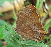 Melanitis phedima - Dark Evening Brown 03.JPG