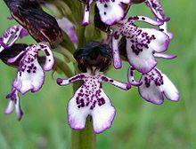 Orchis purpurea6.jpg