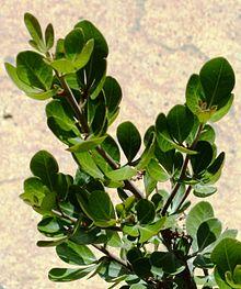 Rhus lucida - leaves detail - Cape Town 8.jpg