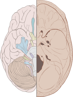 Skull brain human normal.svg