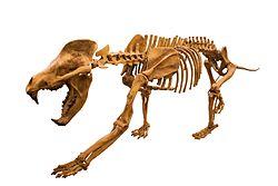 Amphicyon ingens White Background.jpg