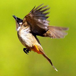 A brown-breasted Bulbul. Photo taken in PIngdingshan,China..jpg
