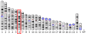 Chromosome 6 (human)