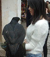 Rufous-bellied-hawk-eagle.JPG