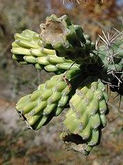Cylindropuntia spinosior.jpg
