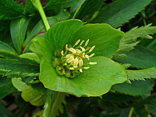 Helleborus viridis 003.JPG