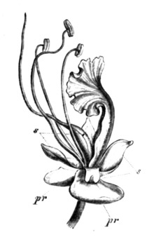 Macrolobium taxifolium Taub78a.png