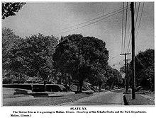 Moline-Elm.jpg