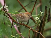 Parrotbill 0780.jpg