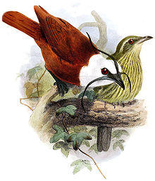 Procnias tricarunculataIbis1865P003A.jpg