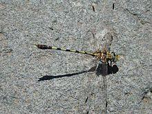 Progomphus borealis.jpg