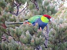 Red-capped Parrot - James Mustafa.jpg