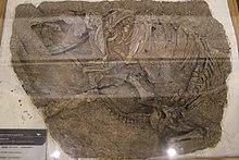 Repenomamus-Paleozoological Museum of China.jpg