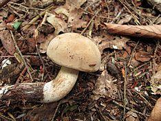 Boletus pallidus 100346.jpg