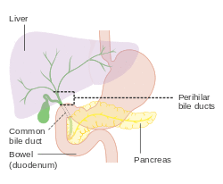 Diagram showing the position of the perihilar bile ducts CRUK 357.svg