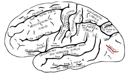 Gray727 lateral-occipital sulcus.svg