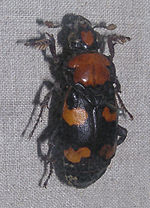Nicrophorus americanus - Sankt-Peterburg.jpg
