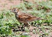 Red-capped lark, Calandrella cinerea, at Mapungubwe National Park, Limpopo, South Africa (23514690044).jpg