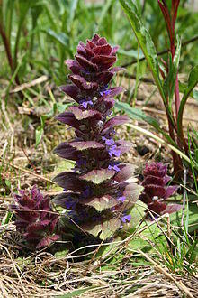 0 Ajuga pyramidalis - Vallorcine (1).JPG