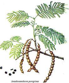 Anadenanthera peregrina.jpg