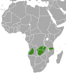 Angolan Genet area.png