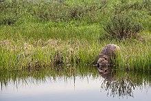 A beaver at the shores of a lake