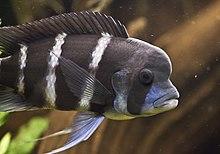 Cyphotilapia frontosa - Tanganjika-Beulenkopf.jpg