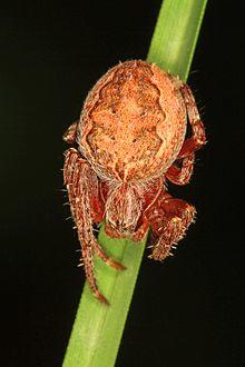 Furrow Orbweaver - Larinioides patagiatus, Vaseux Lake Provincial Park, Okanagan Falls, British Columbia.jpg
