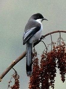 Grey Sibia Heterophasia gracilis by Dr. Raju Kasambe.jpg