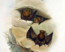 Hipposideros cervinus - Gould.jpg