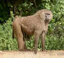 Olive baboon Ngorongoro.jpg