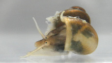 Valvata piscinalis.png