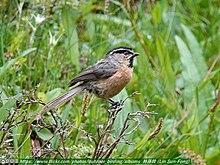 White-browed tit.jpg