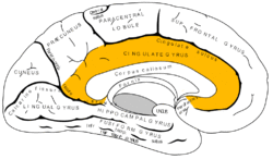 Gray727 cingulate gyrus.png