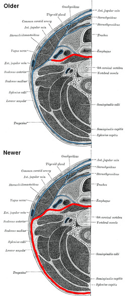 Prevertebral fascia.png