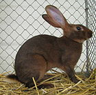 Hasenkaninchen.jpg