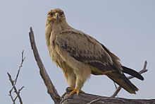2012-tawny-eagle-0.jpg