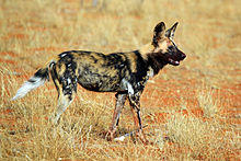 African wild dog (Lycaon pictus pictus).jpg