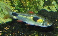 Bucktoothed Tetra.jpg
