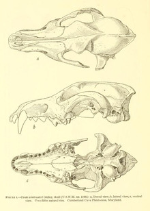 Canis ambrusteri skull.png