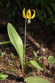 Erythronium grandiflorum 5077.JPG