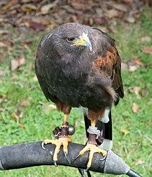 Harris Hawk (2692196219).jpg