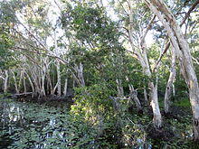 Melaleuca leucadendra 01.JPG